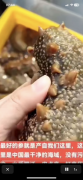 出租出售海参池子