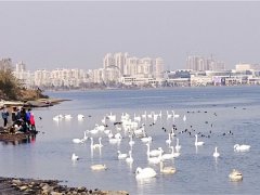 出租市区优质海景房，看湖看海看天鹅，华发樱花湖