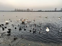 富桂园电梯洋房四楼143平四室两卫197平四室两卫诚心出售 富桂园电梯洋房四楼143平四室两卫197平四室两卫诚心出售